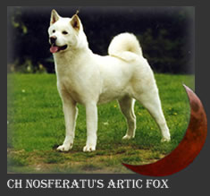 Champion Akita dog - Elkie