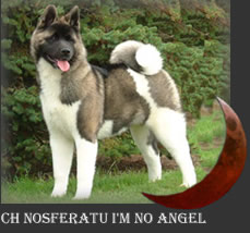 Champion Akita dog - Sophie