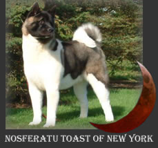 Akita dog - Tiger