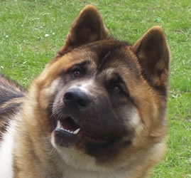 Akita Dog - Nosferatu Heaven Only Knows