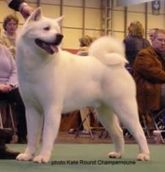 Champion Akita Dog - Ch Nosferatu Nemesis for Sukari