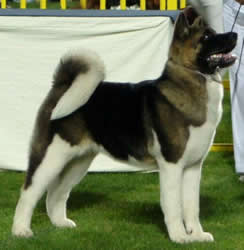 Champion Akita Dog - Ch Nosferatu Nemesis for Sukari